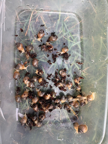 Giant african land snails
