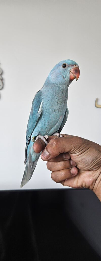 Handreared, Blue ringneck,  talking parrot weaned now , closed rung