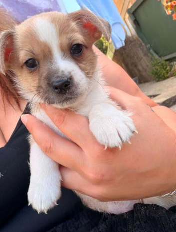 Last stunning boy Puppy Chihuahua left