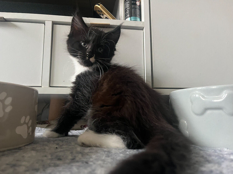 Maine Coon Kittens (Tuxedo and Black Smoke Boys)