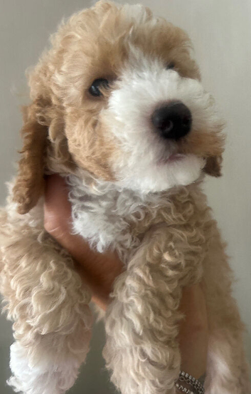 Beautiful Cockerpoo Puppies