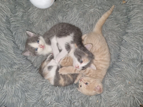 4 little stunning kittens left