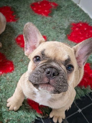 French Bulldog Puppy ready 7th July