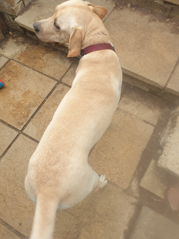 Kc registered cream boy