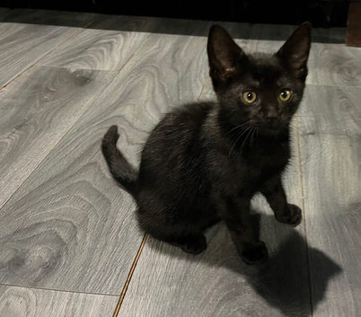 Beautiful 12 Week old Female black Kitten