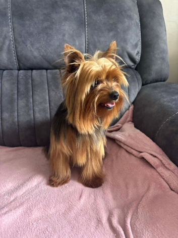 Miniature yorkshire terrier stud