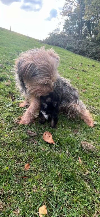 Miniature boy Yorkshire terrier