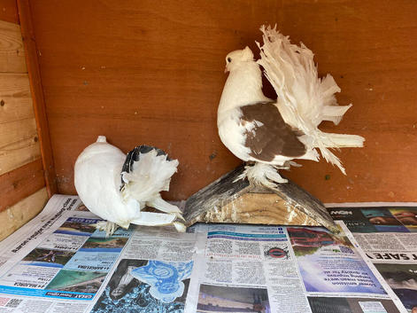 Indian fantails