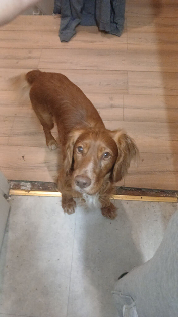 Male cocker spaniel