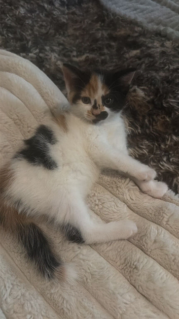3 kittens ready for new home