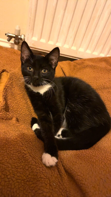 Lovely cute Siamese cross