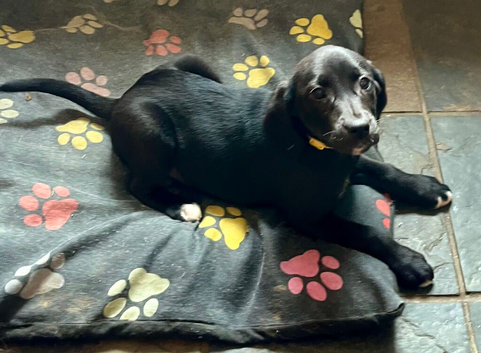 Full black labs