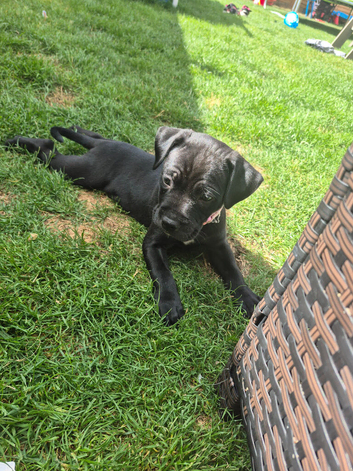 Labrador cross Bull dog
