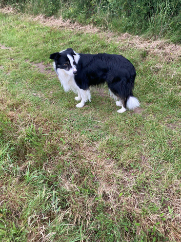 Really Beautiful Four Yr Old Male