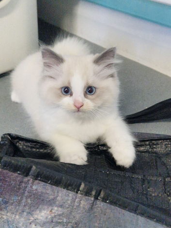 Ragdoll kitten