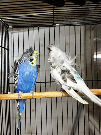 Split black face budgies