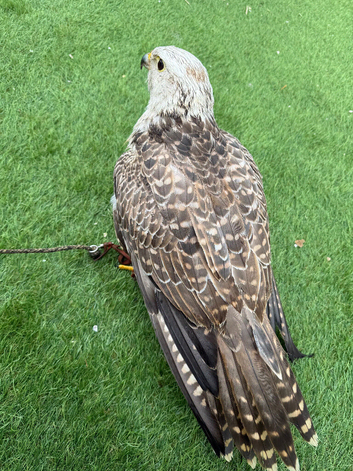 2 gyr x saker falcons