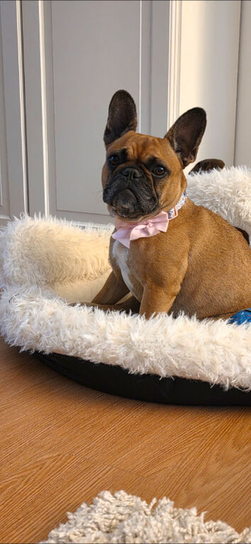 4 year old frenchie girl