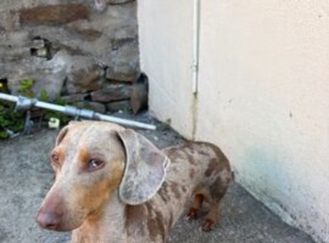 Isabella dapple dog 2.5 years old very loving