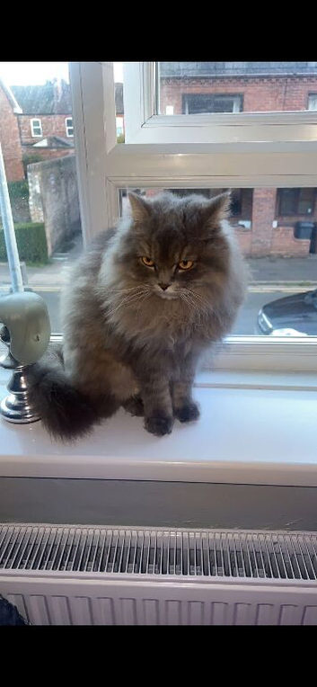 Loving Ozzy