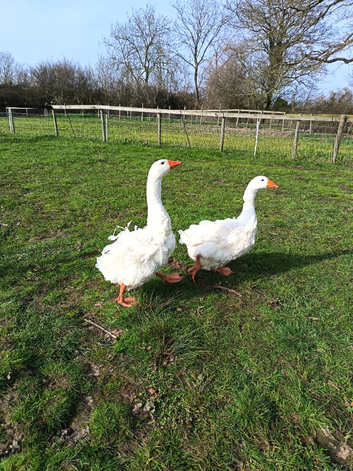 Sebastopol goose