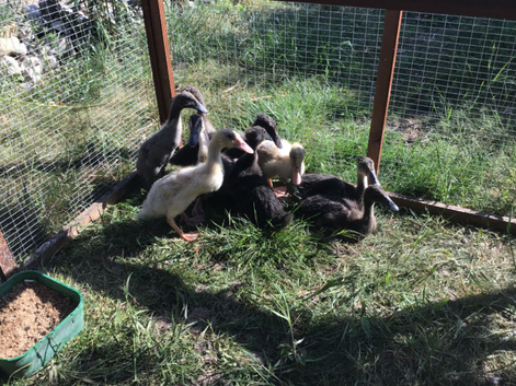 Indian Runner  trio for sale - 1 drake and 2 ducks