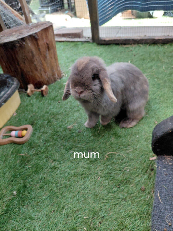 Vaccinated xx Tiny mini lops