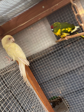 3 Kaks look new aviary