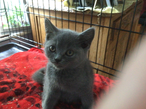 Beautiful British shorthair kitten ,