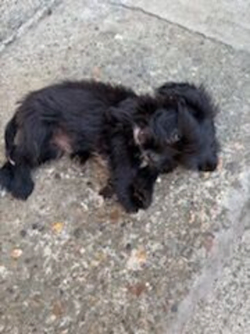 Girl puppy