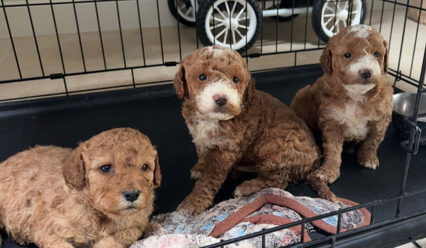 Cavapoo Puppies for Sale
