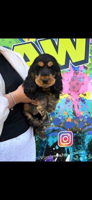 Cocker spaniel puppies