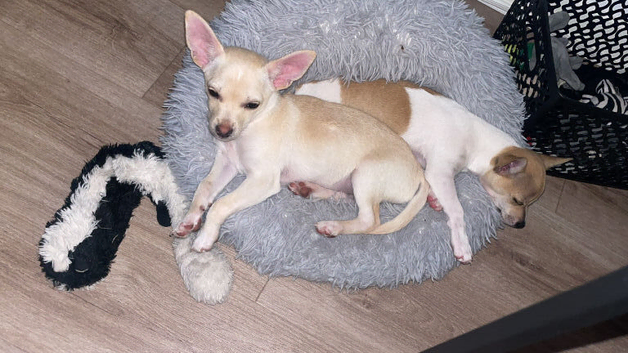 Chihuahuas