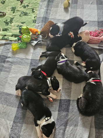 Beautiful Border Collie Puppies &ndash; Looking for Their Forever Homes