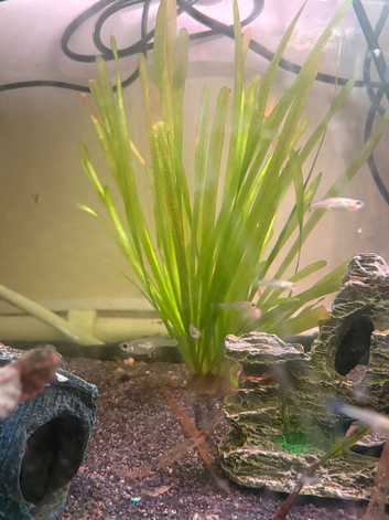 Guppies / endlers for sale