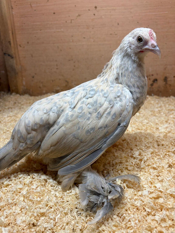 3 x Sablepoot bantams POL 18 wks old