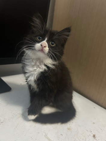 Long haired mixed with British short hair kittens