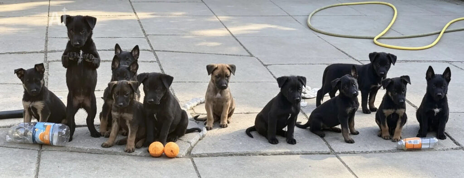 Belgian Malinois Puppies KNPV