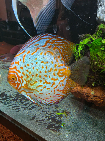 Pair of discus