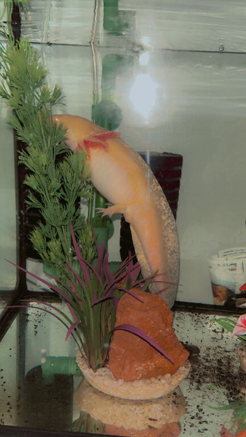 Female axolotl