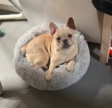 Female French bulldog