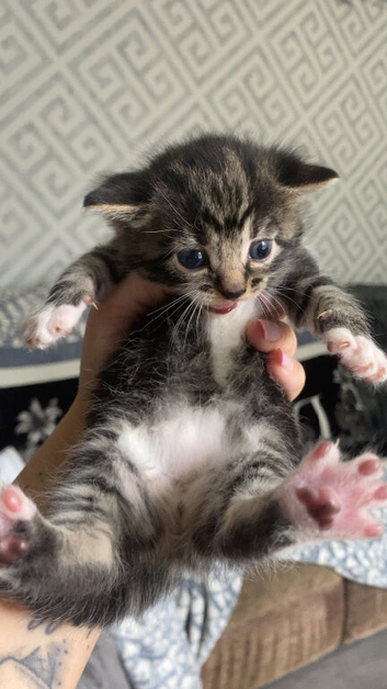 British shorthair x tabby