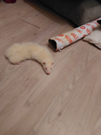 Ferrets