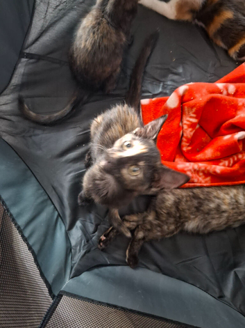 BEAUTIFUL FUR BABIES