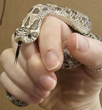 Stunning Male Arctic Hognose