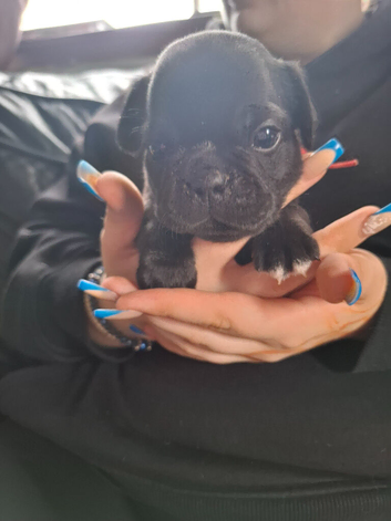 FRUG PUPPIES
