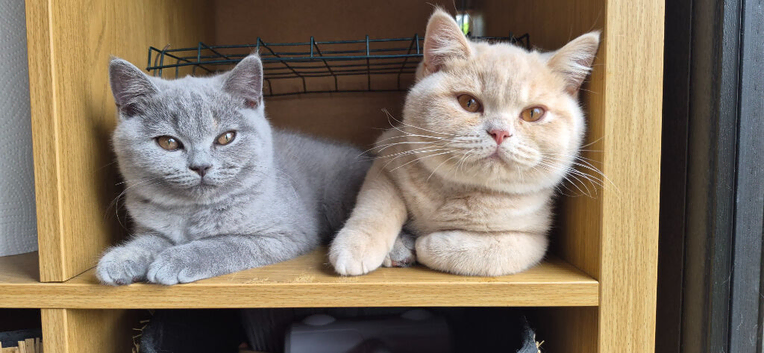 cream british shorthair