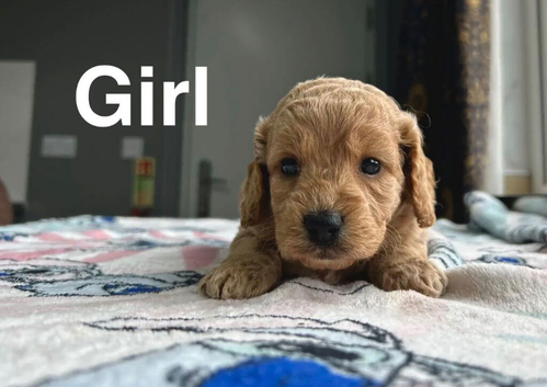 Lilac stunning apricot cockapoo girls and boys available
