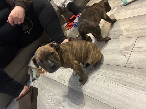 8 week old alapha x American bulldog pups
