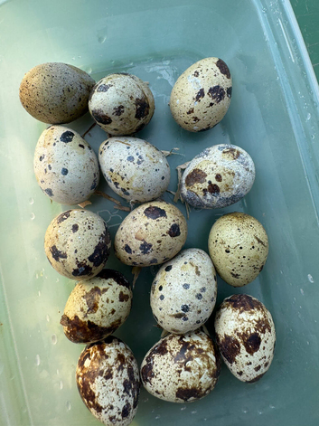 Quail eggs  Coturnix